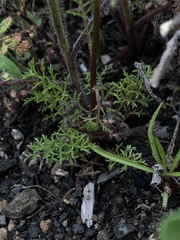 Gilia capitata abrotanifolia