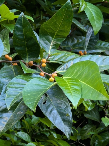 Ficus tinctoria observed 2026-06-08