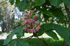 Aesculus × carnea