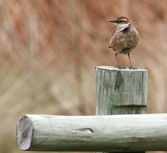 Cinclodes albidiventris