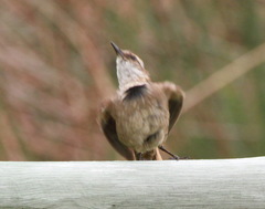 Cinclodes albidiventris