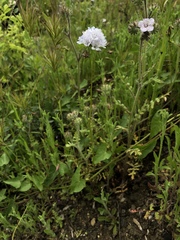 Gilia capitata abrotanifolia