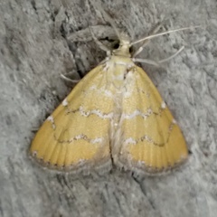 Xanthophysa psychicalis