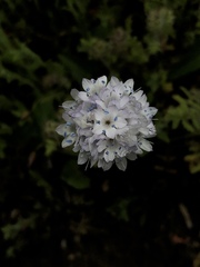 Gilia capitata abrotanifolia