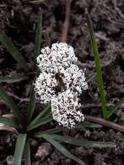 Lomatium linearifolium