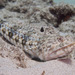 Bluestripe Lizardfish - Photo (c) DavidR.808, some rights reserved (CC BY-NC), uploaded by DavidR.808