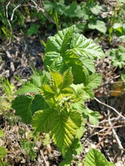 Rubus