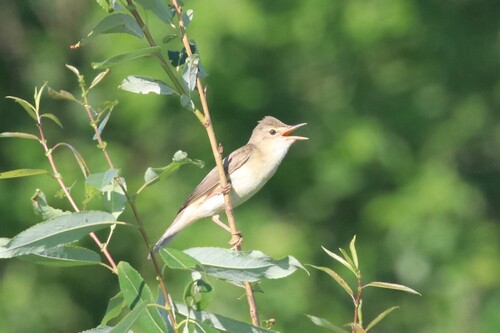 Carricero políglota (Acrocephalus palustris)