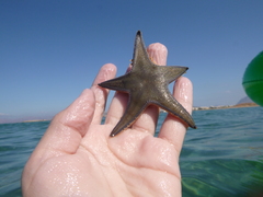 Astropecten jonstoni