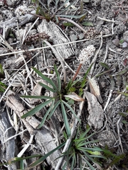 Lomatium linearifolium