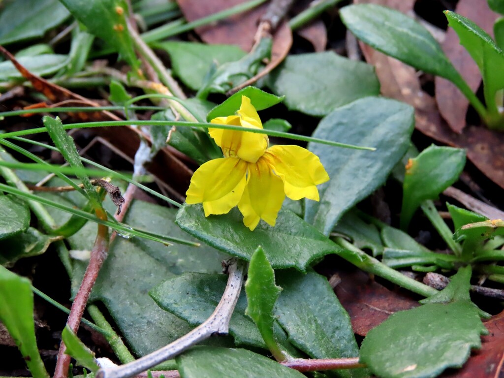 Goodenia lanata; photograph (c) Elspeth Swan, some rights reserved (CC BY)