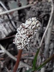 Lomatium linearifolium