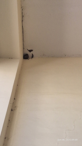 Western House Martin