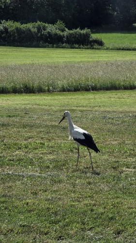 White Stork