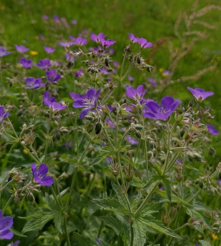 wood crane's-bill