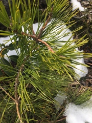 Pinus pungens