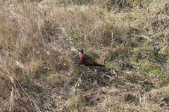 Phasianus colchicus