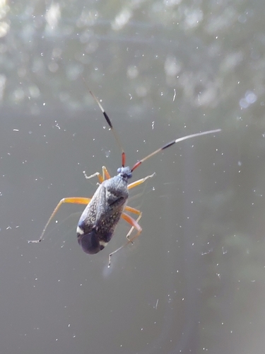 Closterotomus biclavatus