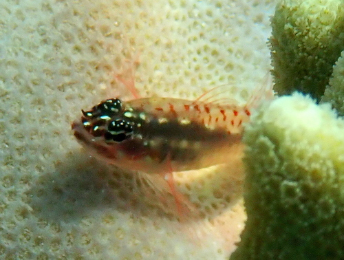 Vlek-dwerggrondel (Eviota spilota) — Gobiidae — 4