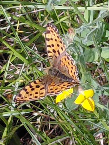 Queen of Spain Fritillary