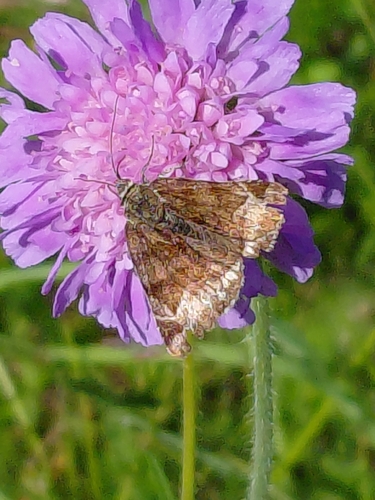 Burnet Companion