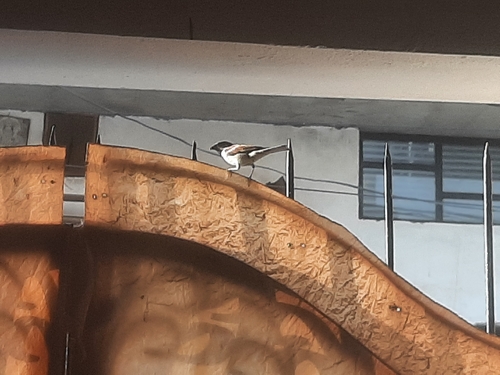 House Sparrow