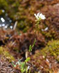 Arabis soyeri, photograph (c) Matteo Martini, some rights reserved (CC BY)