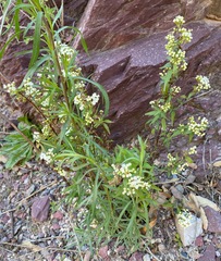 Ageratina paupercula