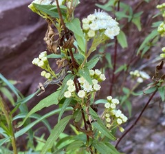 Ageratina paupercula