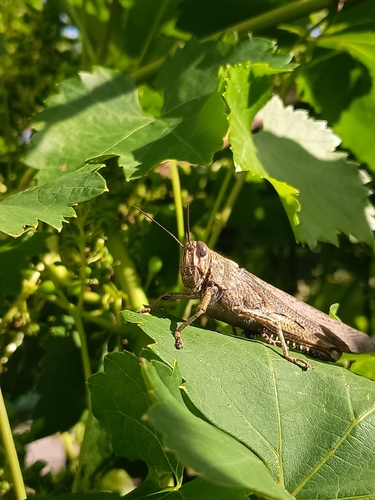 Egyptian Bird Grasshopper