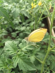 Ascia monuste eubotea