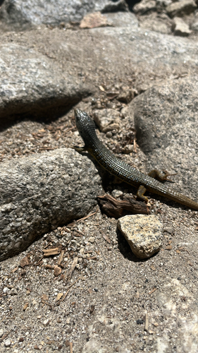 iNaturalist observation photo of Northern Alligator Lizard