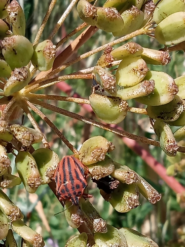 Semipunctated Shield Bug