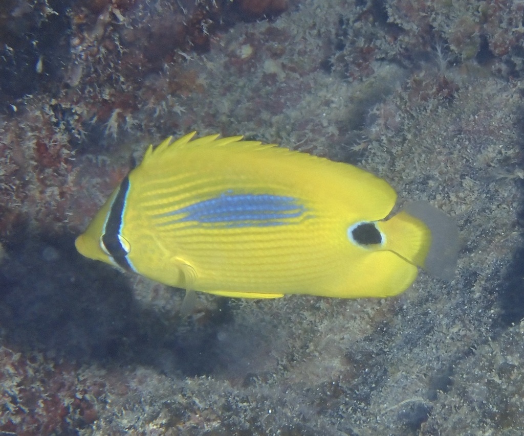 Blueblotch Butterflyfish