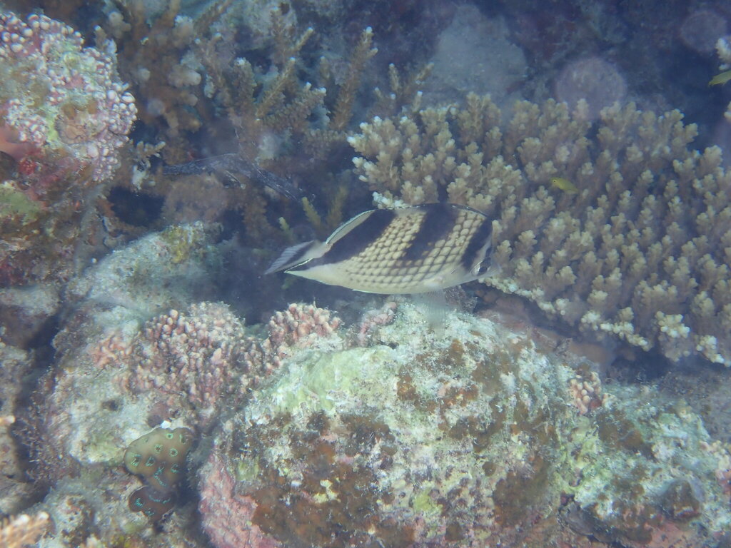 Asian Butterflyfish