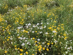 Limnanthes