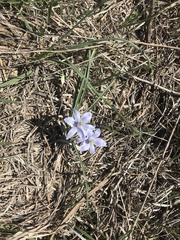 Androstephium coeruleum