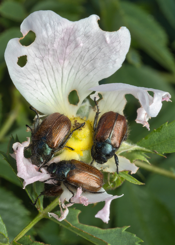 Garden Chafer