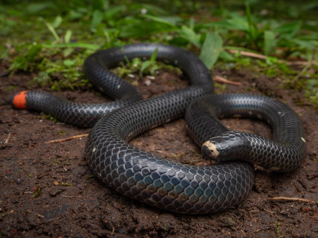 Mountain Pipe Snake