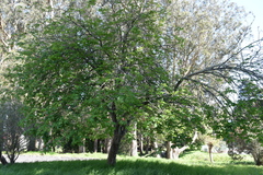Aesculus × carnea