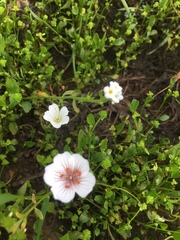 Limnanthes