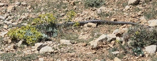 Horseshoe Whip Snake
