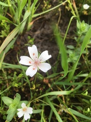 Limnanthes