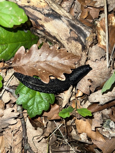 Ash-black Slug