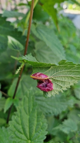 Nettle Clustercup Rust fungus