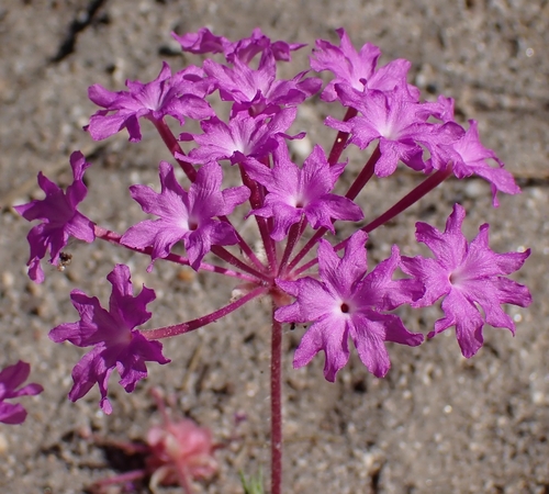 Abronia villosa, photograph 5