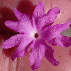 Abronia villosa, photograph author not stated, no rights reserved