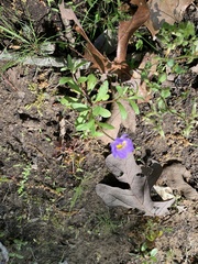 Astranthium ciliatum