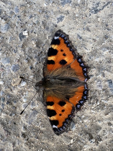 Small Tortoiseshell