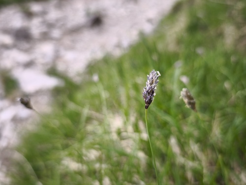 Sesleria caerulea, photograph 6